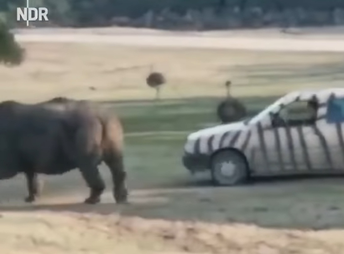Rhino Destroys Car Getting Too Close