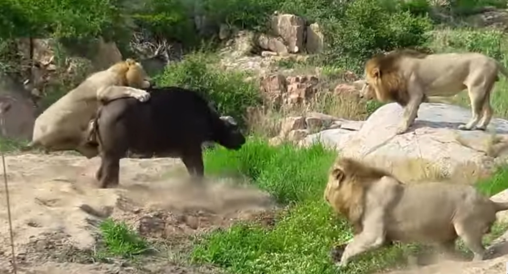 25 Crazy Wild Animal Encounters Video