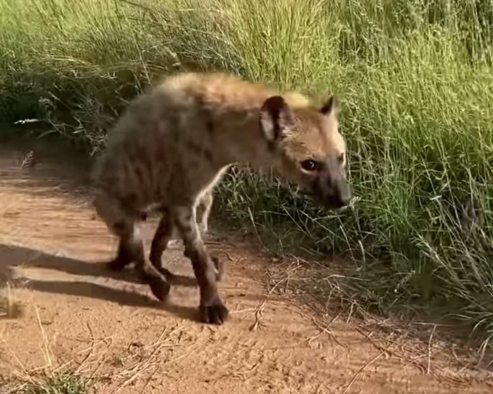 Hyena After Lion Attack