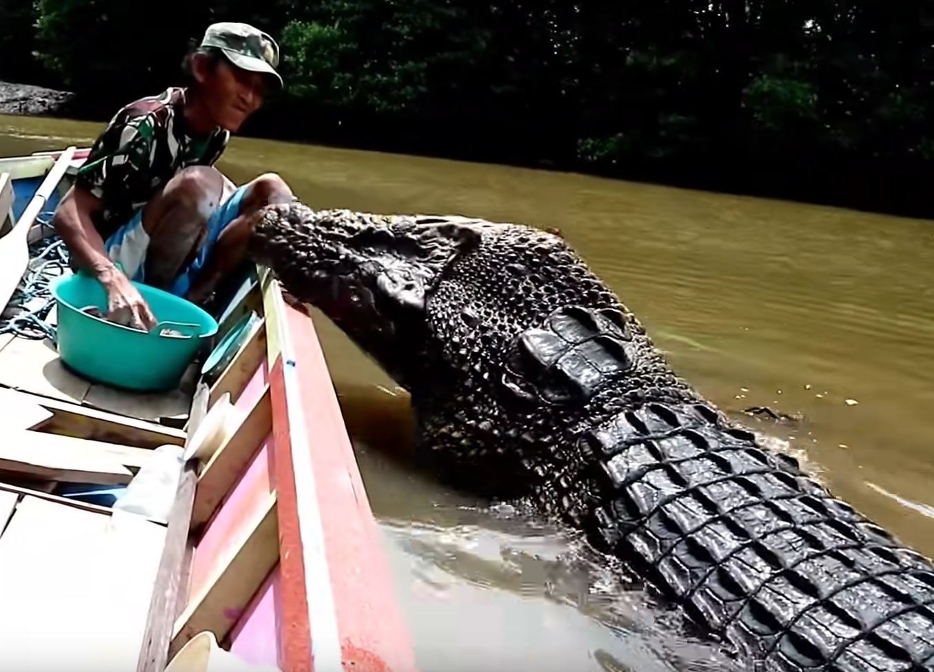 Man Feeds Huge Crocodile Video