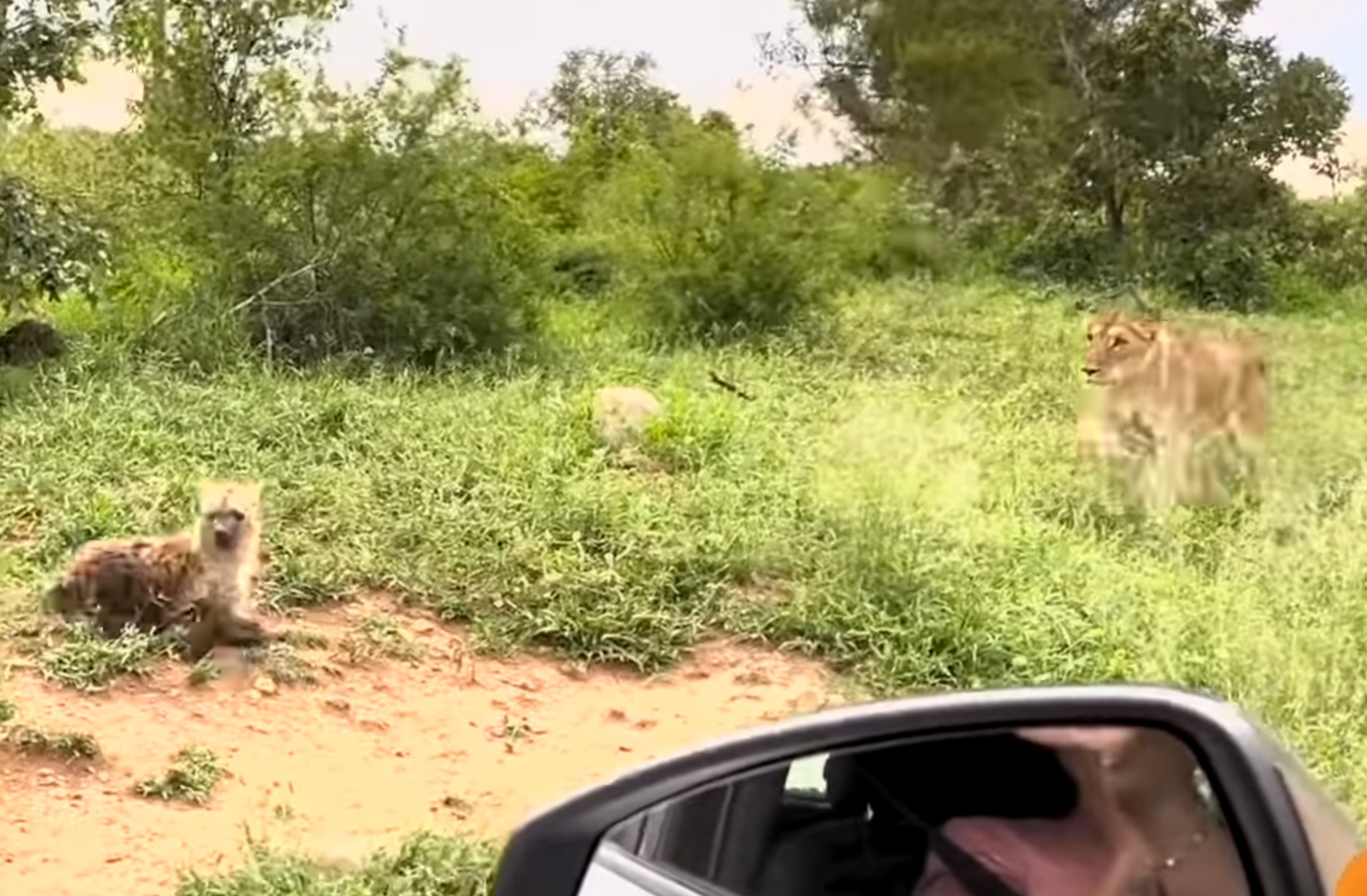Lioness Sneaks Up On Sleeping Hyena