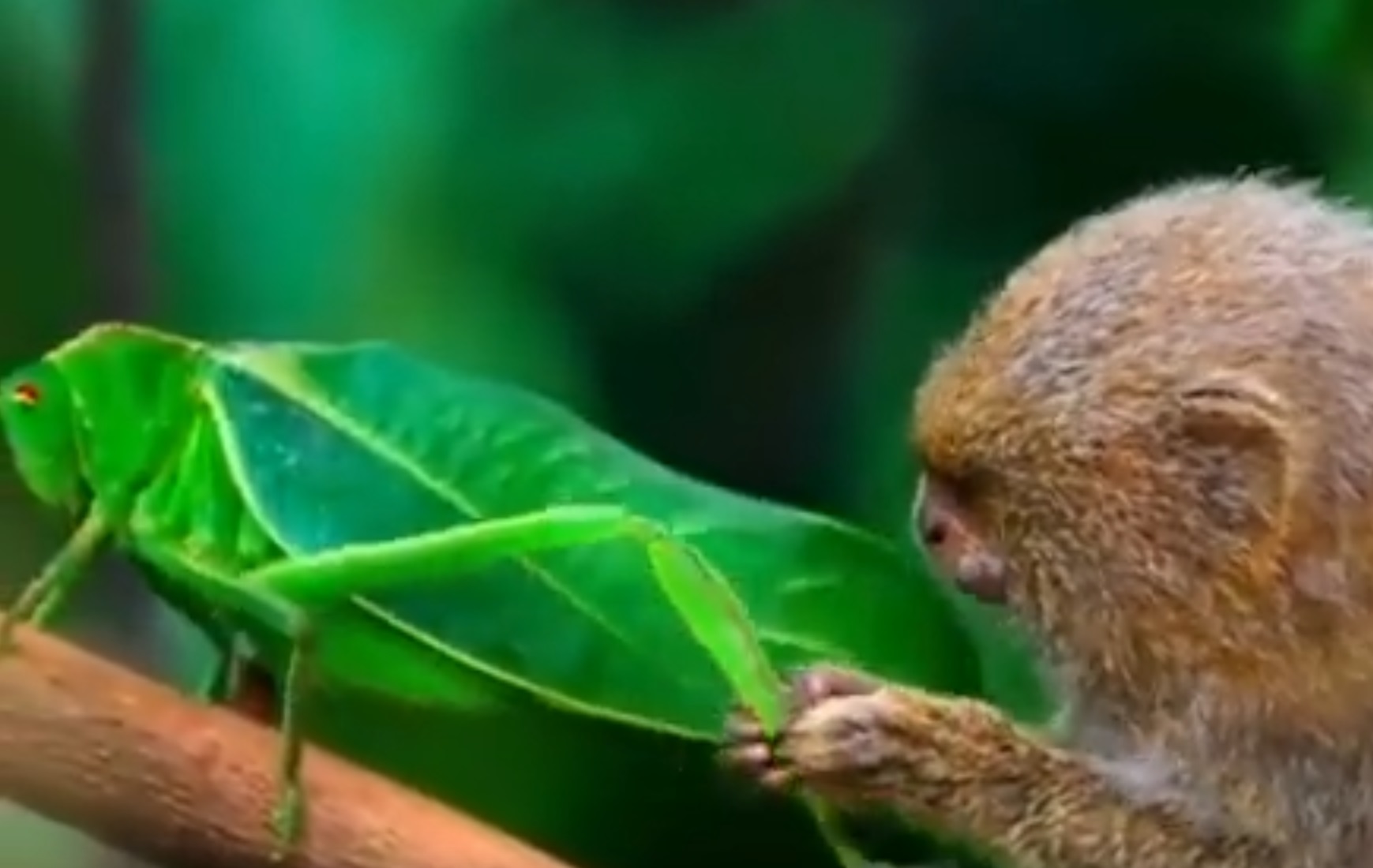 Pygmy Marmoset Completely Fascinated By Bug