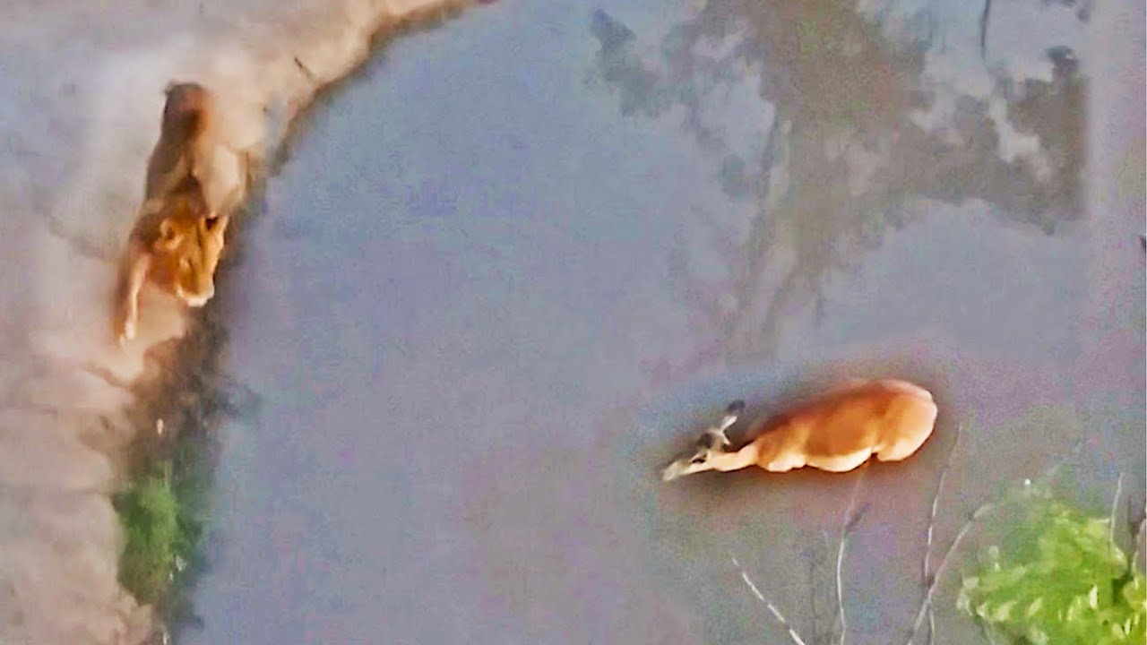 Lion Catches Impala Sitting In Water