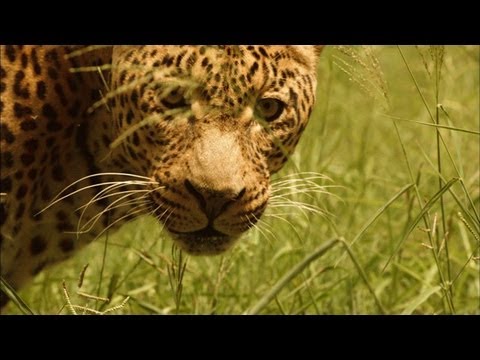 Fascinating Leopard Hunting