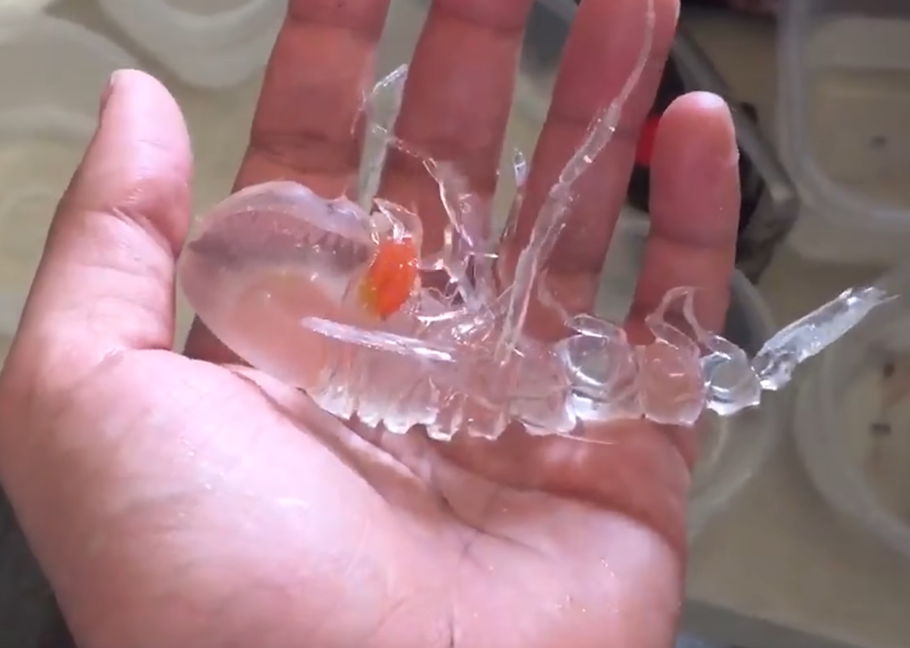 Scientist Found Weird Creature At Sea