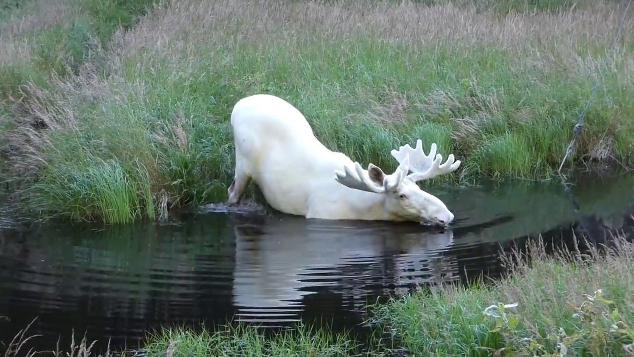 Stunning White Moose Video