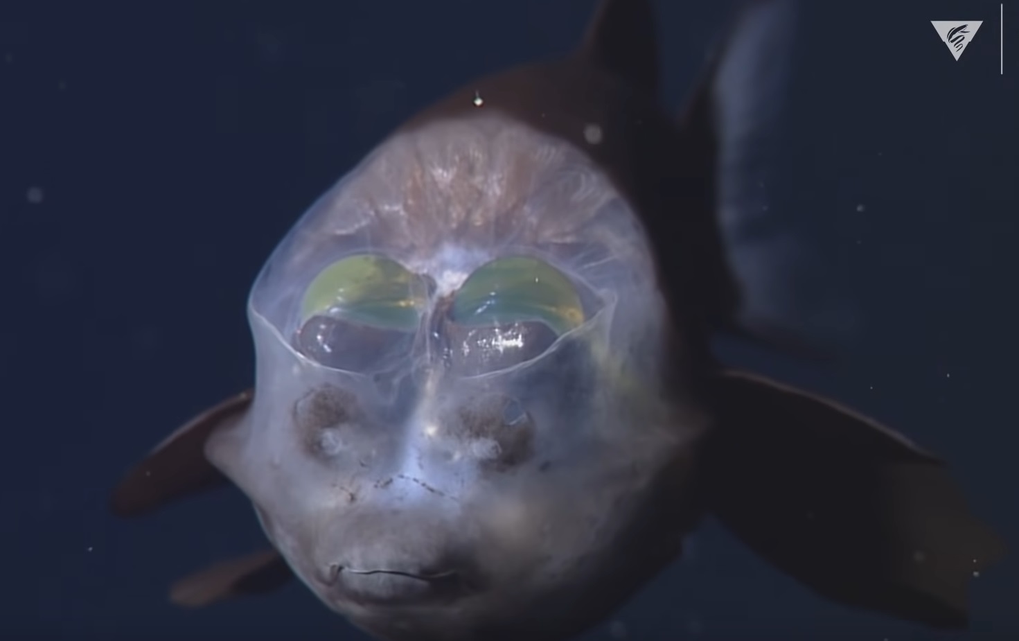 Top 10 Amazing Deep-Sea Creatures