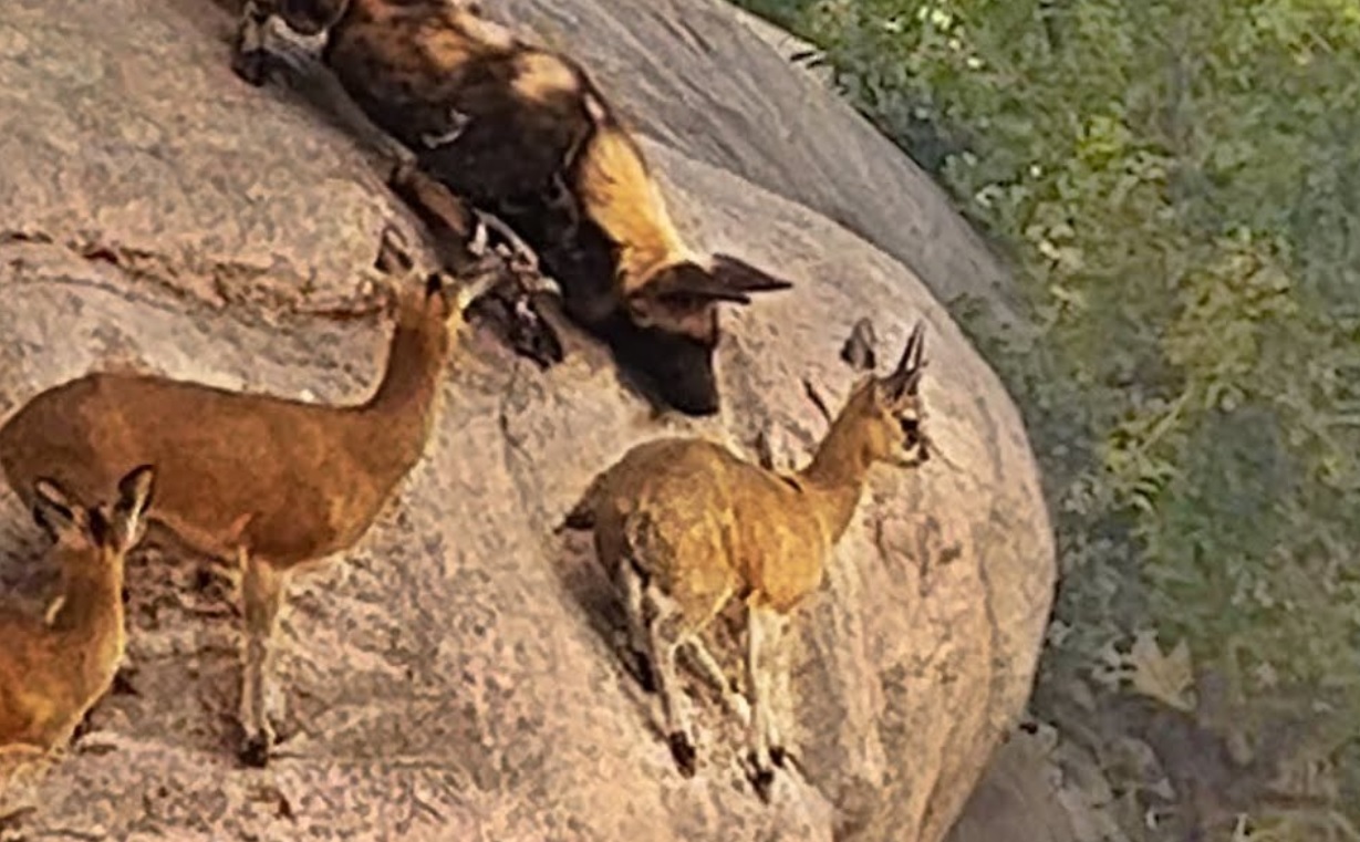 Wild Dogs Try To Reach Antelopes On Edge Of Cliff