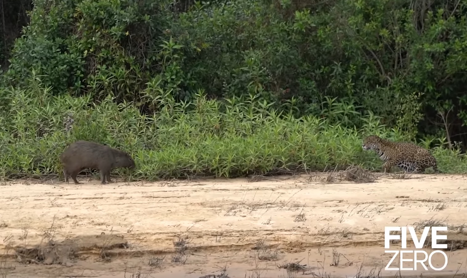 Careless Capybara Walks Into Jaguar