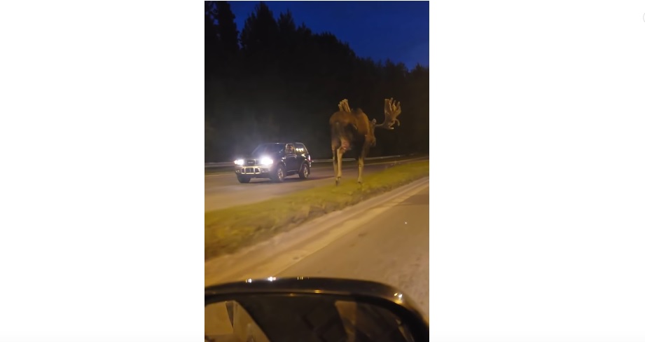 Giant Moose On The Street