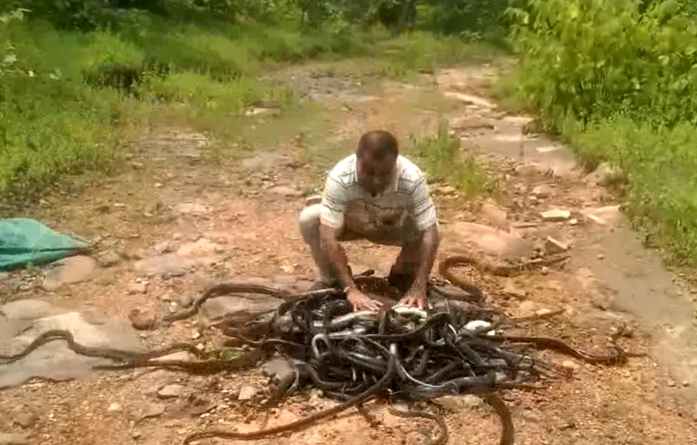 Man Releases Rescued Snakes Back In The Wild
