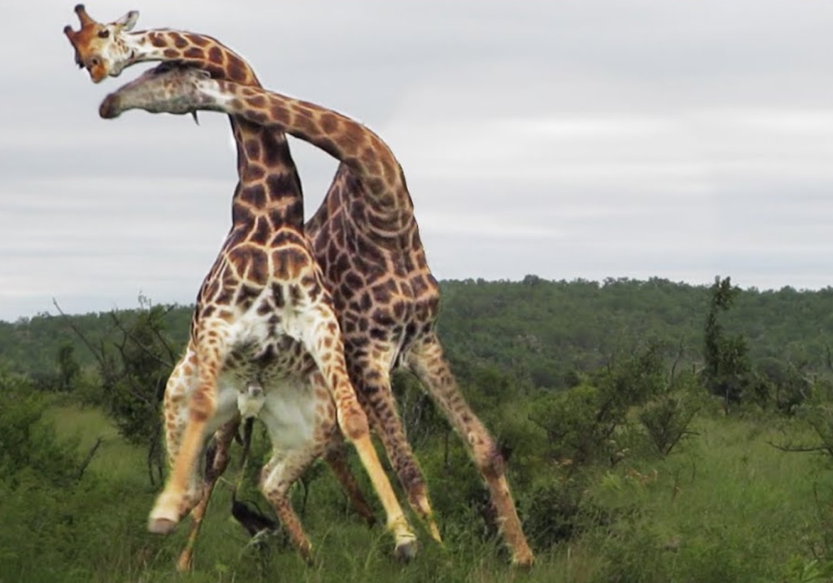 Giraffes Fighting Fascinating Video