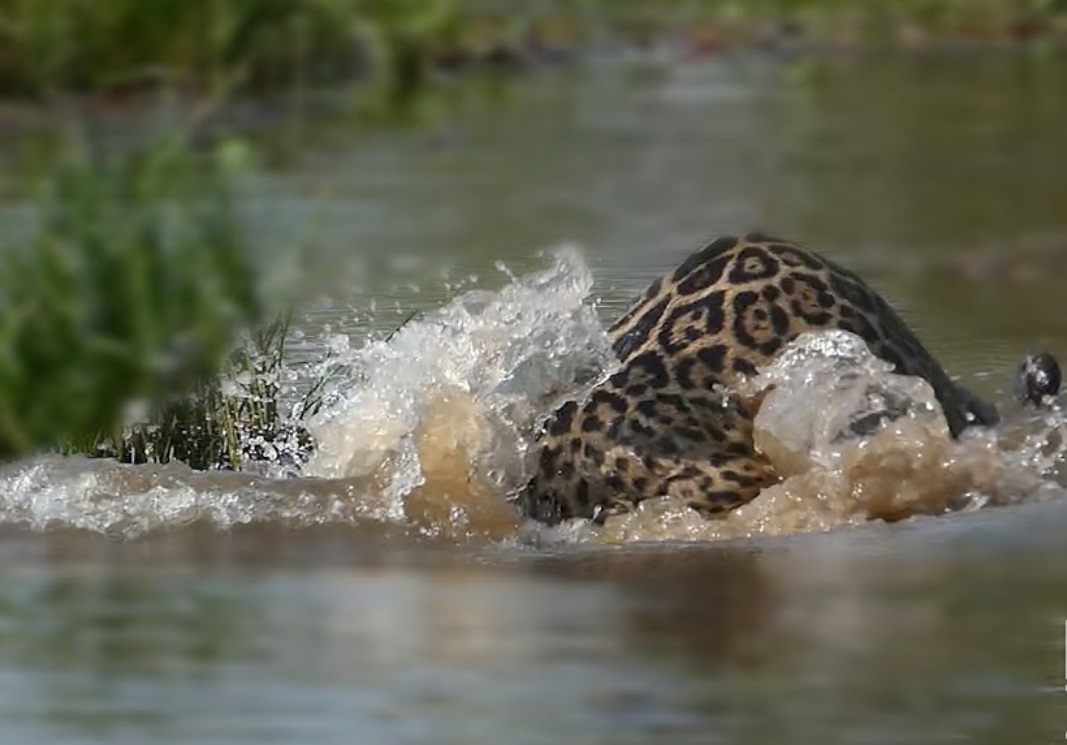 Jaguar Tries to Drown Crocodile Video