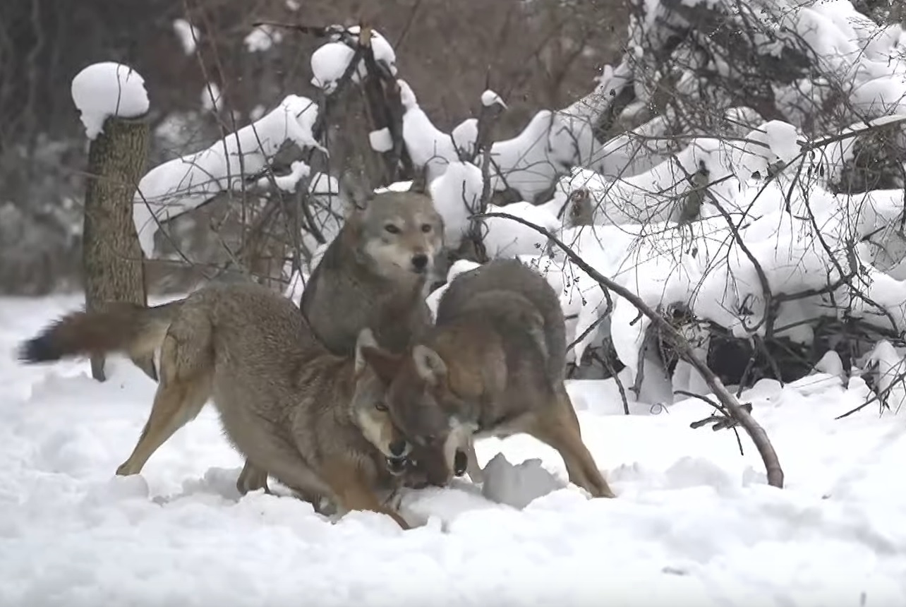 Frisky Red Wolves Romp In Snow