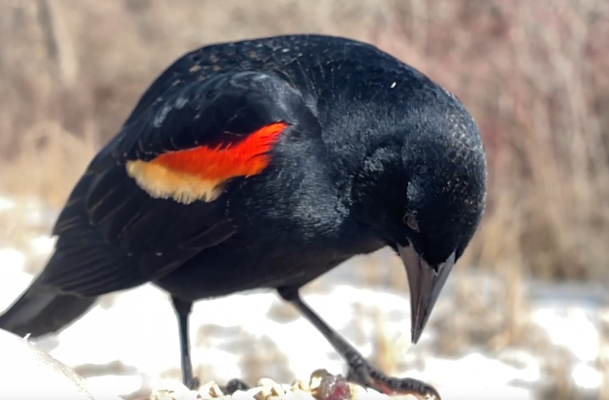 Hand -feeding Red Winged Blackbird Video