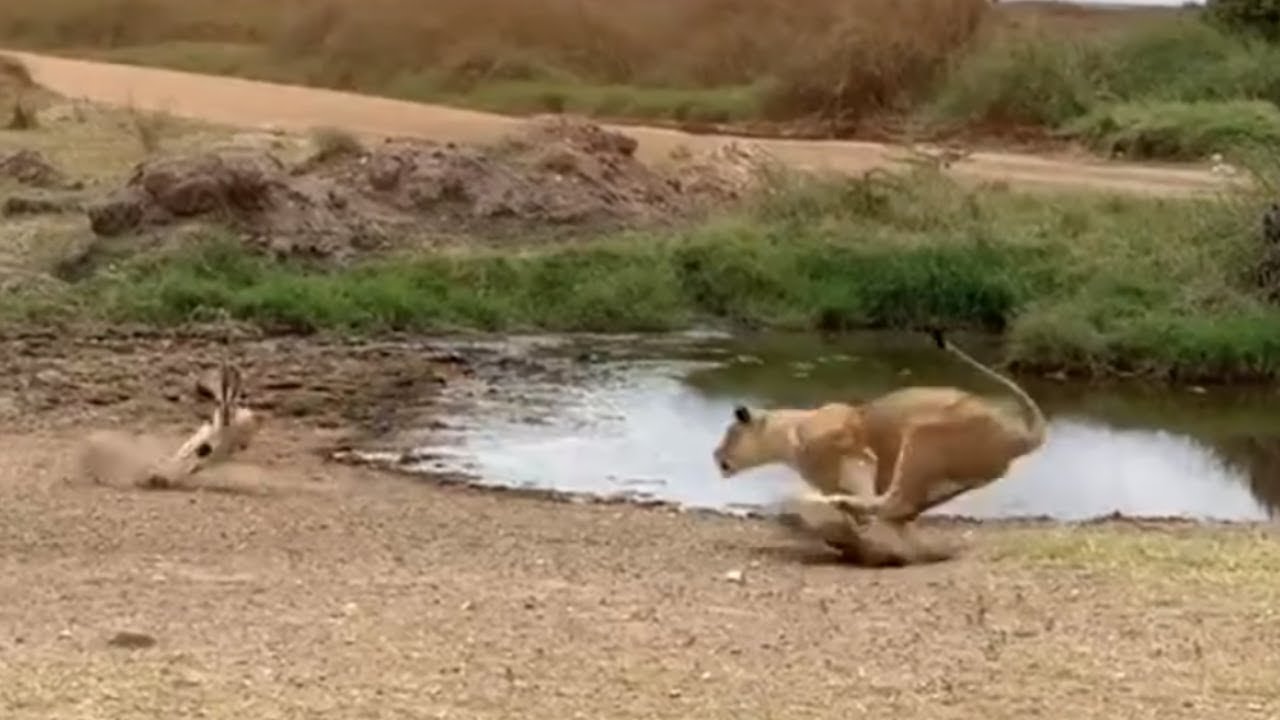Frantic Gazelle Dodges Lion Attack Video