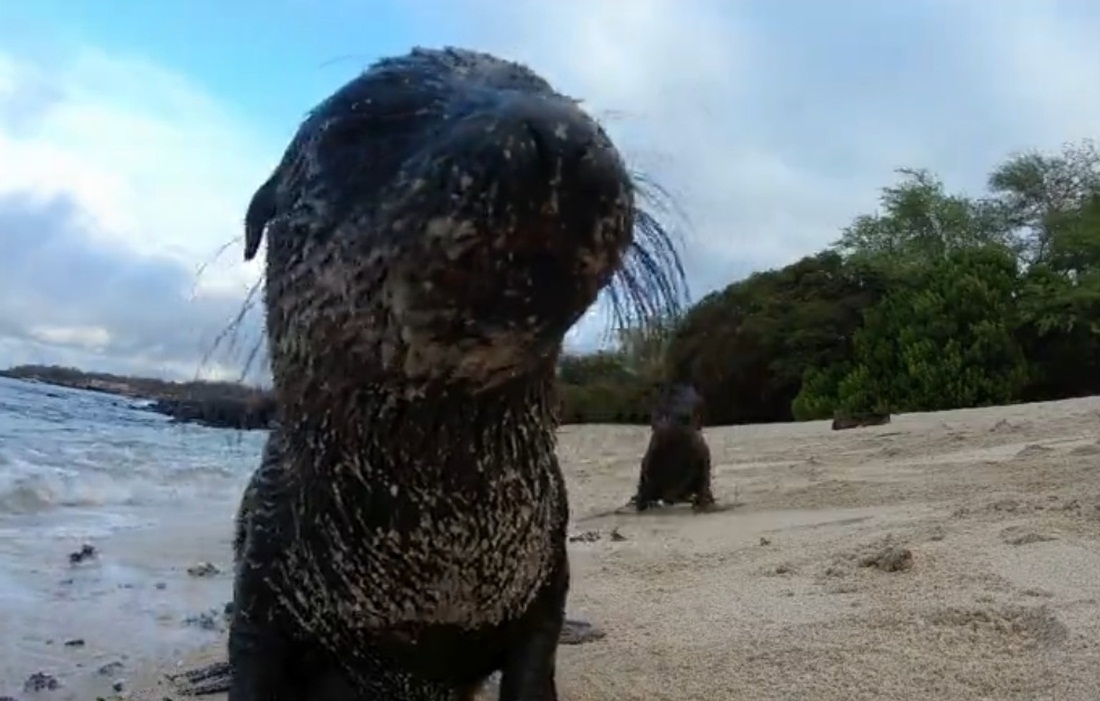Adorable Baby Sea Lions Play On The Beach