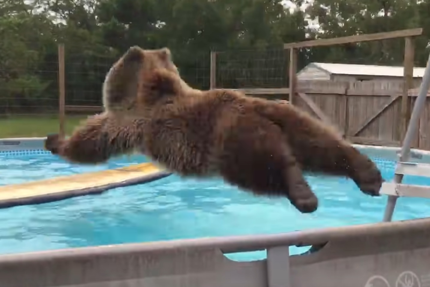 Bears Having Fun At The Pool