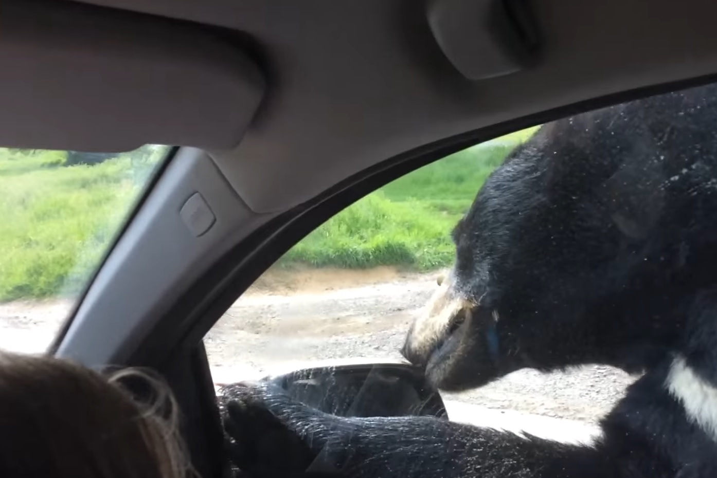 Bear Climbs On Family Car At Safari