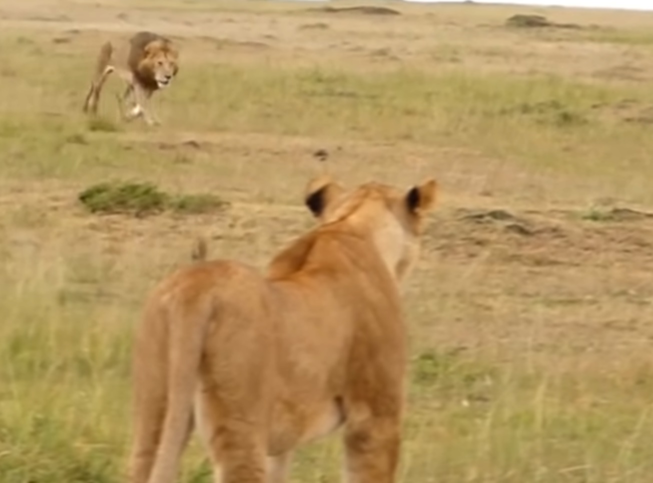 Big Male Lion Shows Lioness How To Deal With Hyenas
