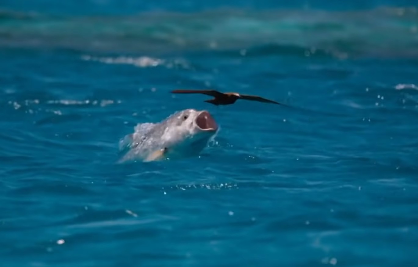 This Fish Is Hunting Birds