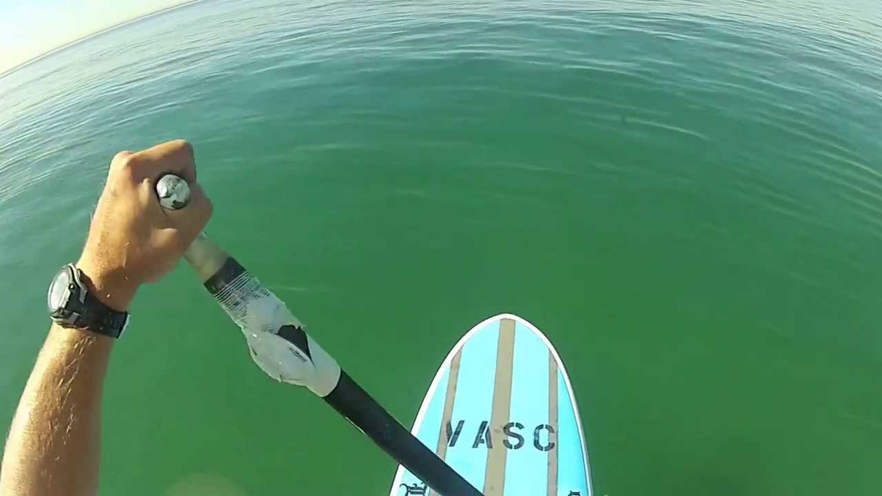 Paddleboarder Has Scary Encounter With Shark