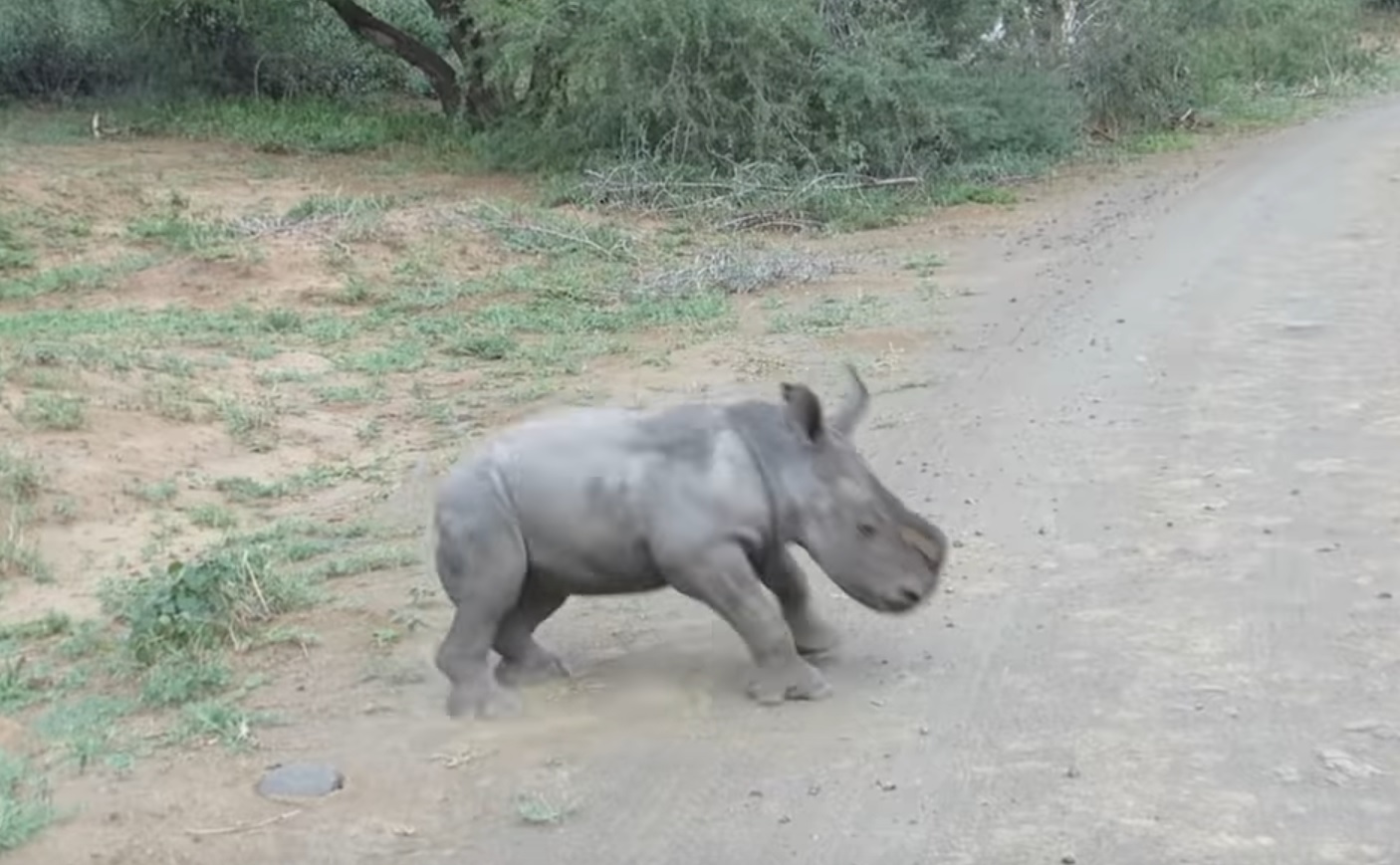 Baby Rhino Chases Car Wholesome Video
