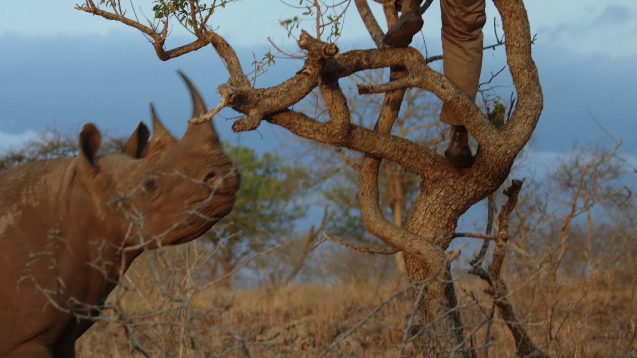 Rhino Close Call Charge Video