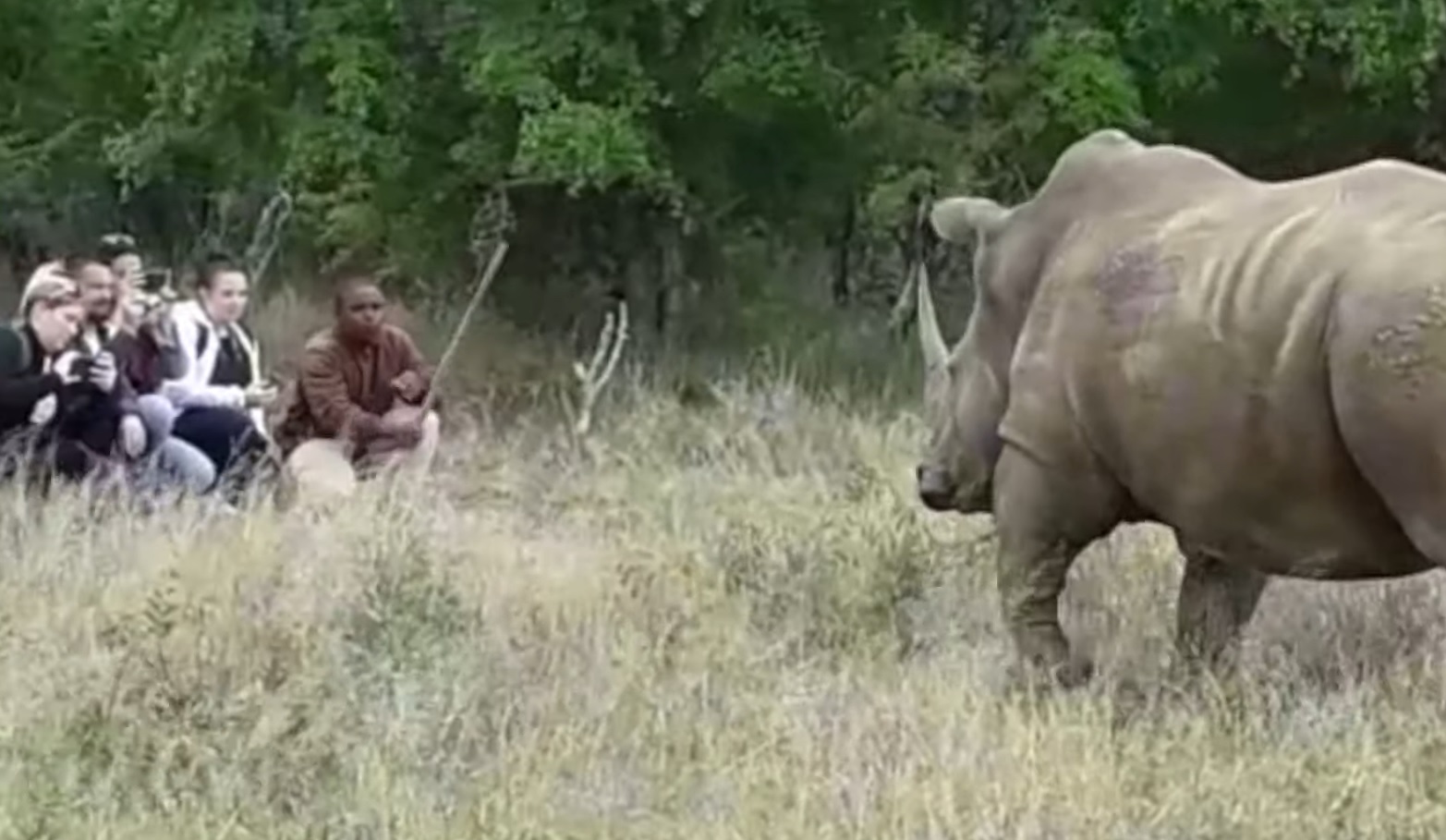 A Really Close Encounter With A Rhino