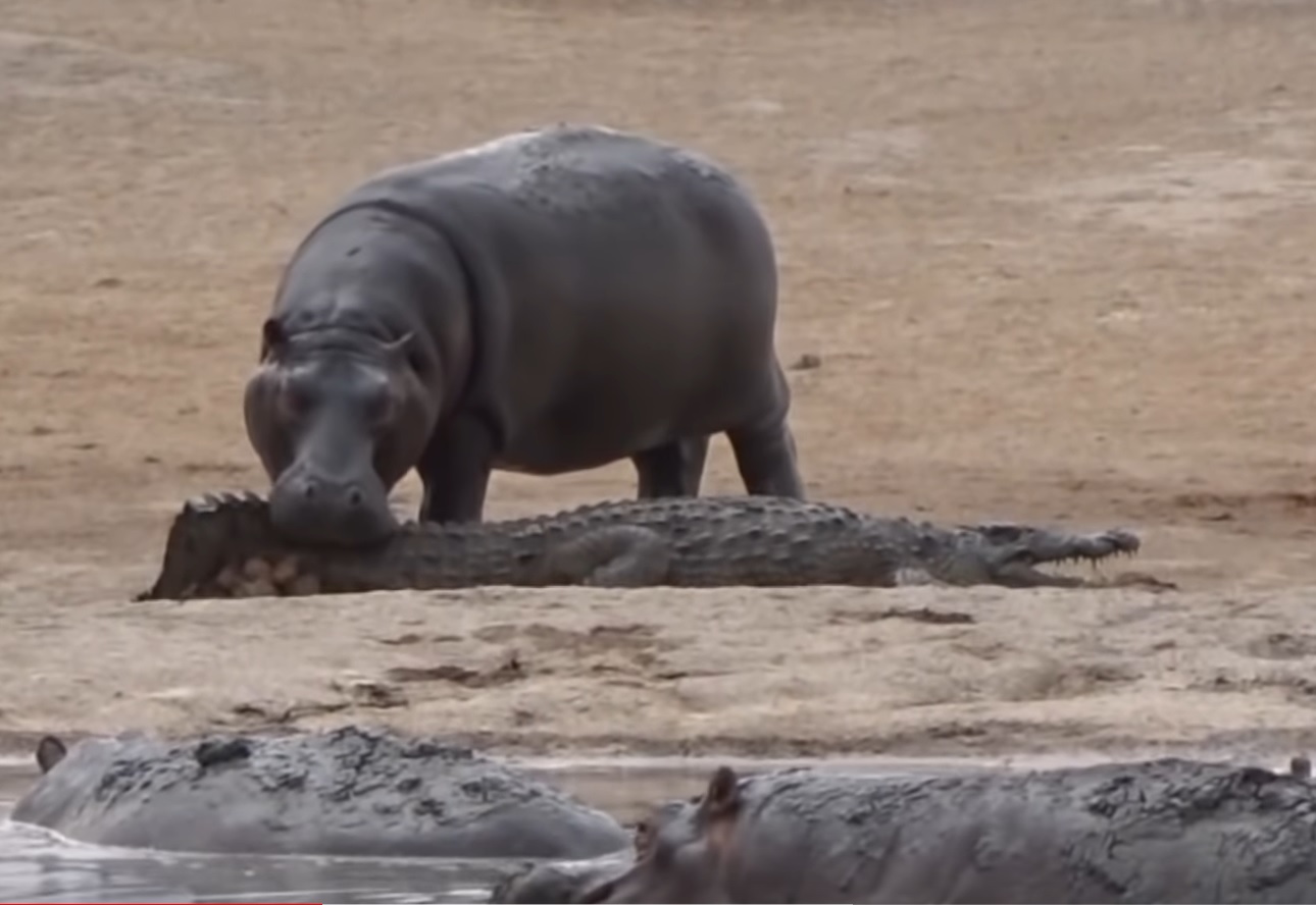 These Hippos Use Crocodiles as Chew Toys