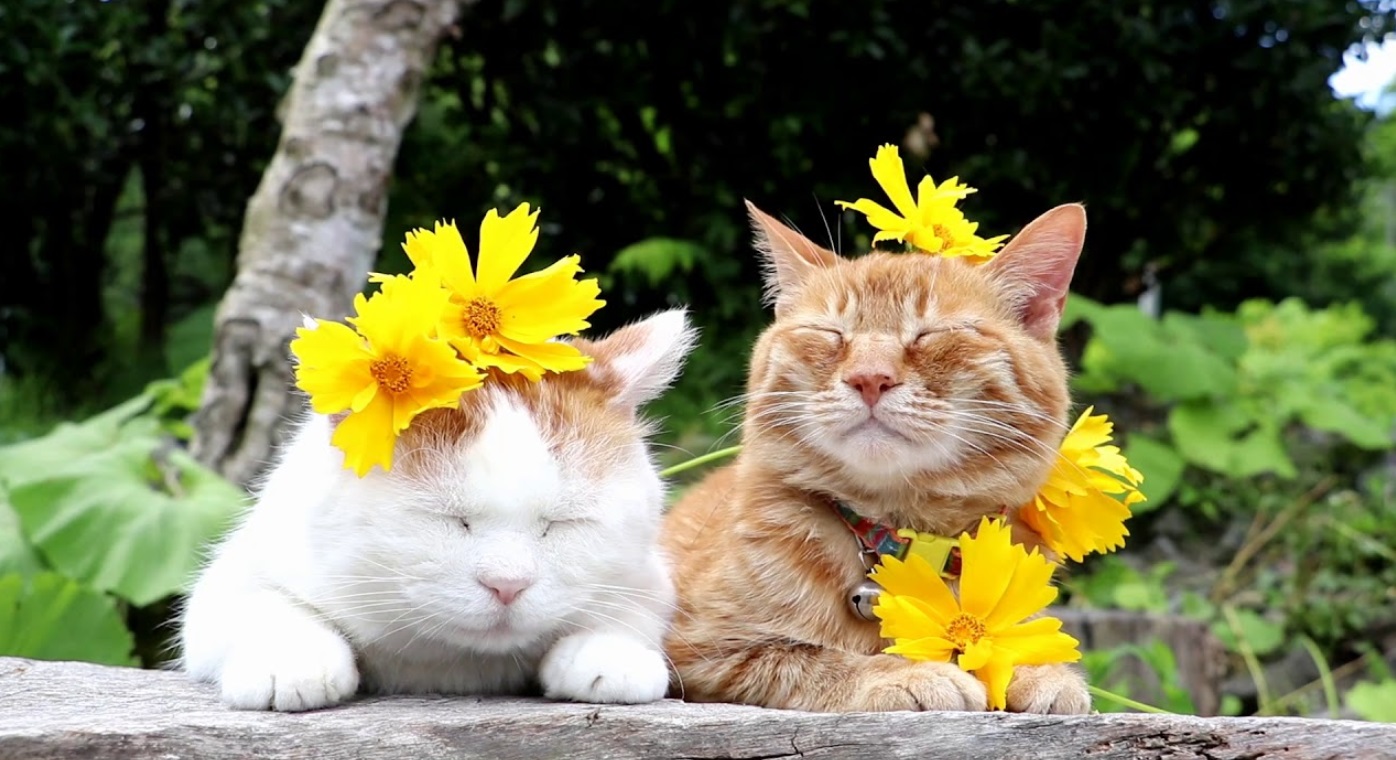 Two Peaceful Cats In Nature