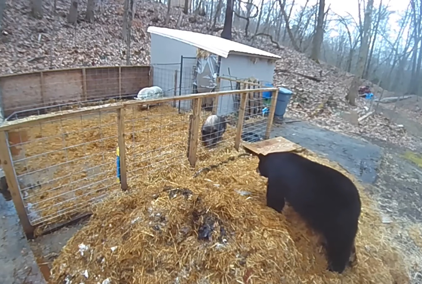 Two Pigs Vs Bear Video