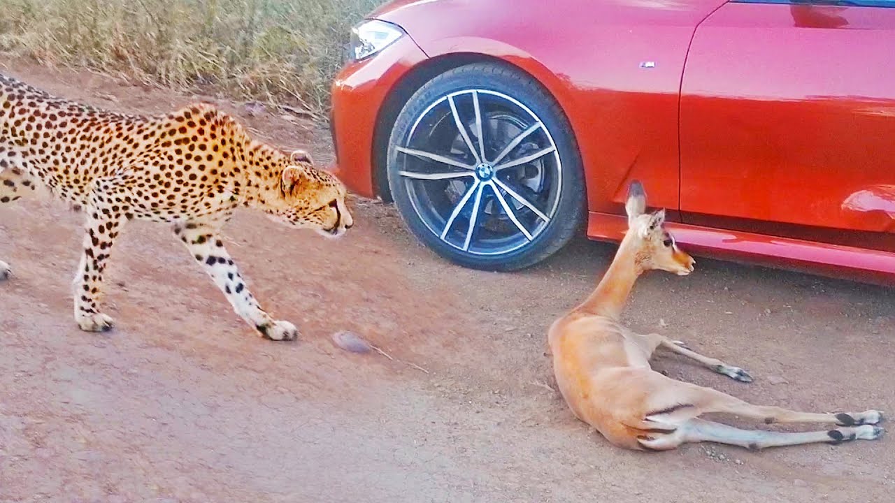 Cheetah Chasing Impala Into BMW