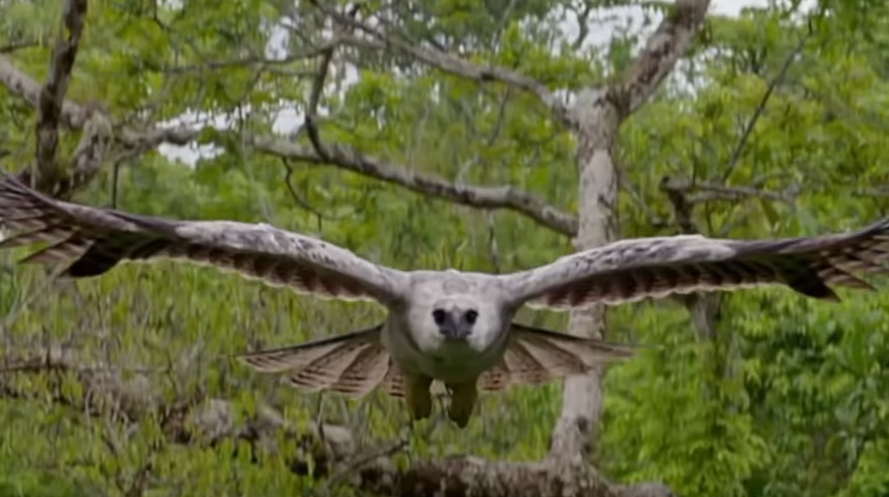 The Harpy Eagle So Majestic And Deadly