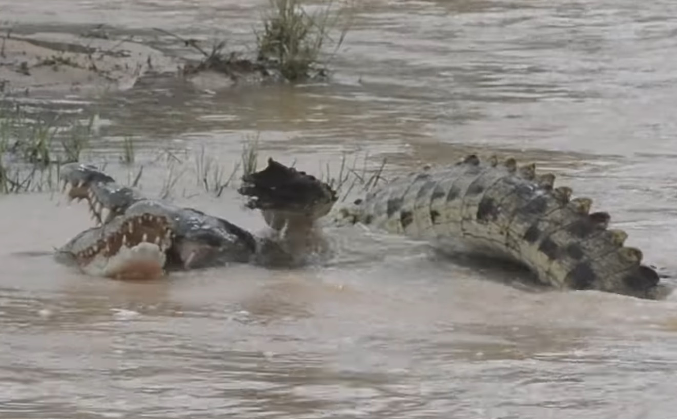 Crocodille Fighting Rare Sighting Video