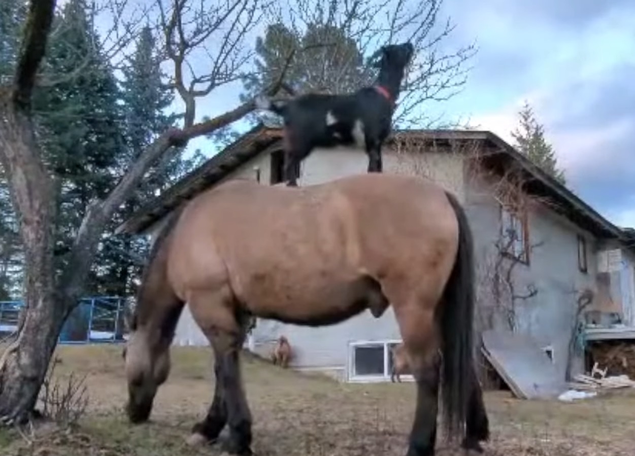 Goat Uses Horse As Ladder To Get Food