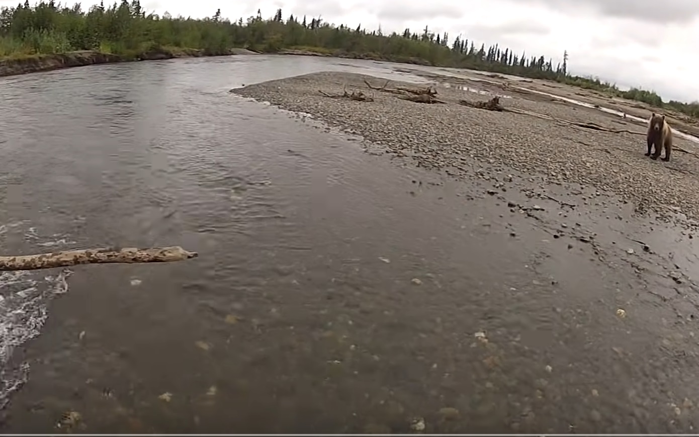 Fishermen Close Scary Encounter With Grizzly Bear