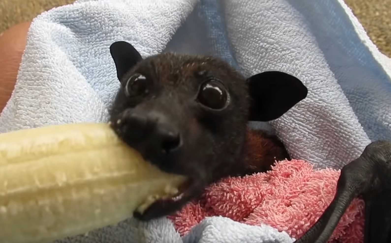 Rescue Bat Enjoys Banana