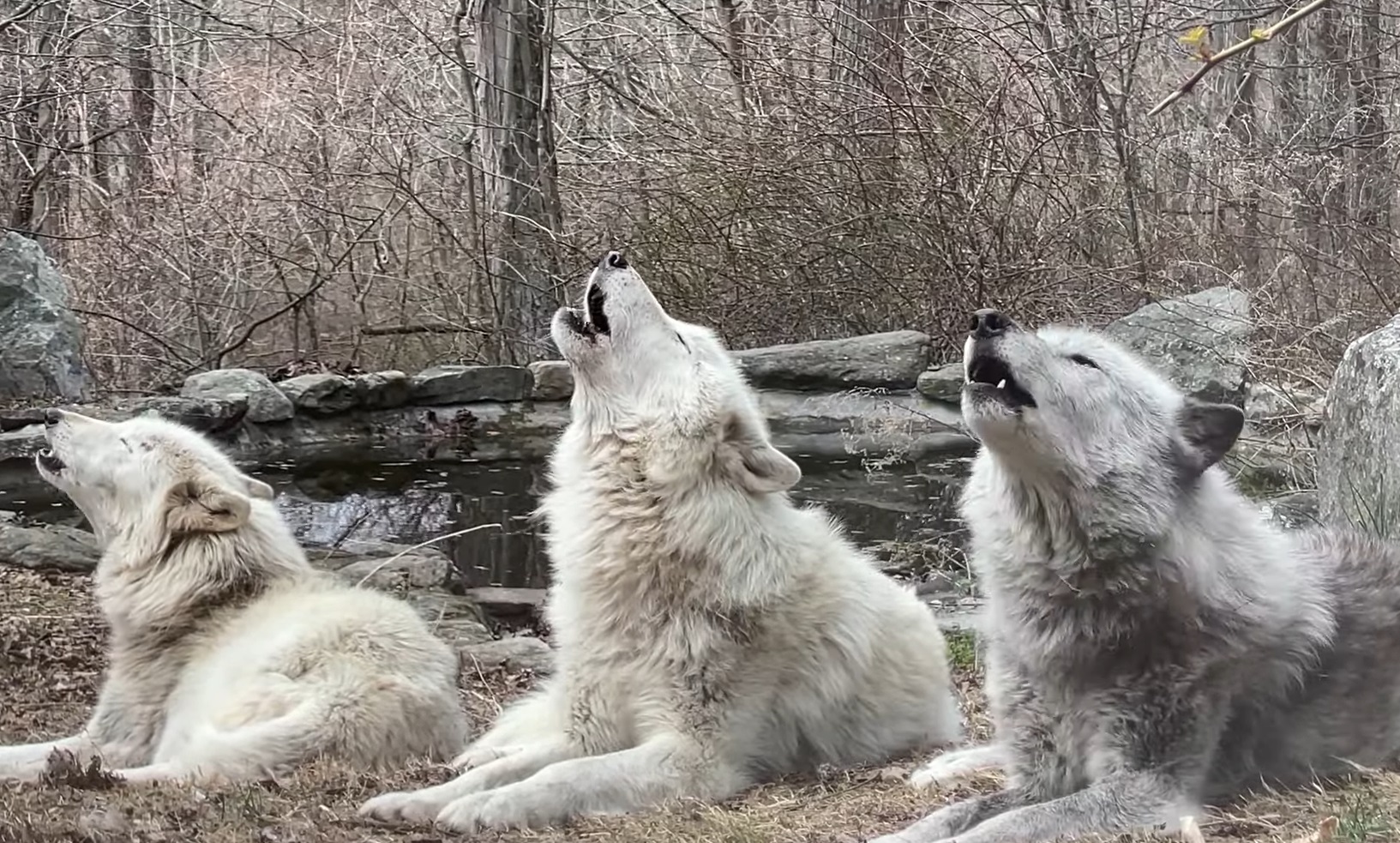 Wolf Who Lost His Voice Still Leads A Chorus Of Howls