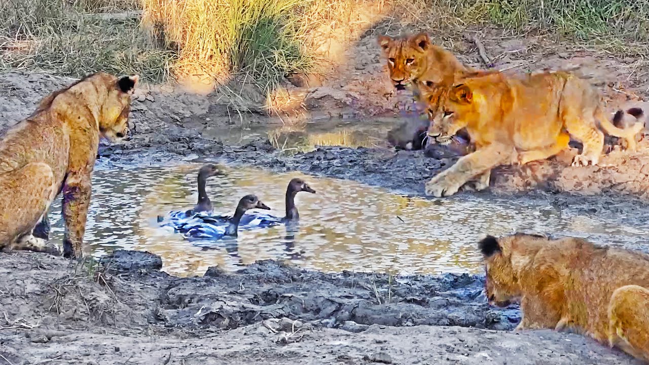 Lion Cubs Learn To Hunt Geese