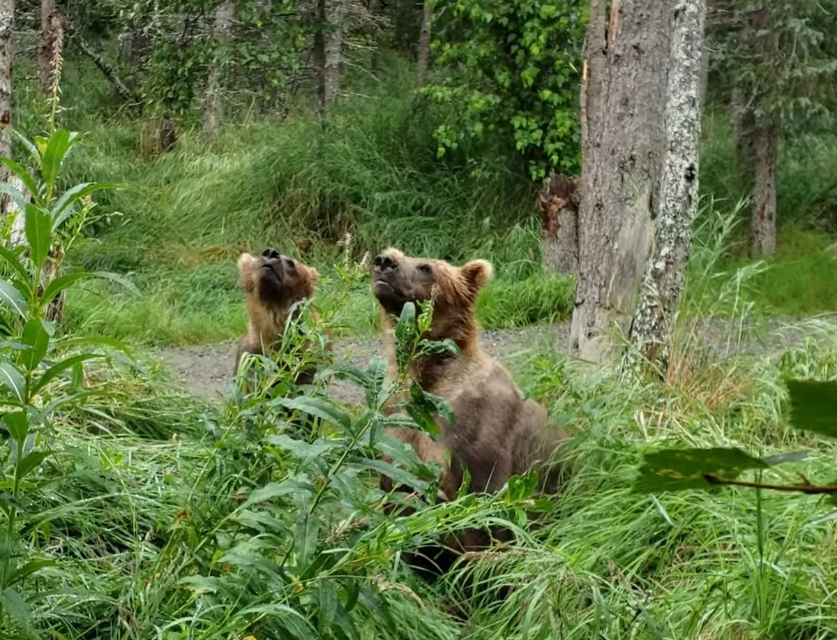 Close Encounter With Two Juvenile Bears