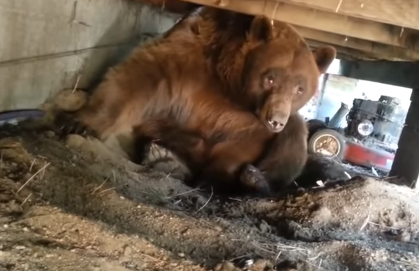 Man Finds Bear Under His Porch