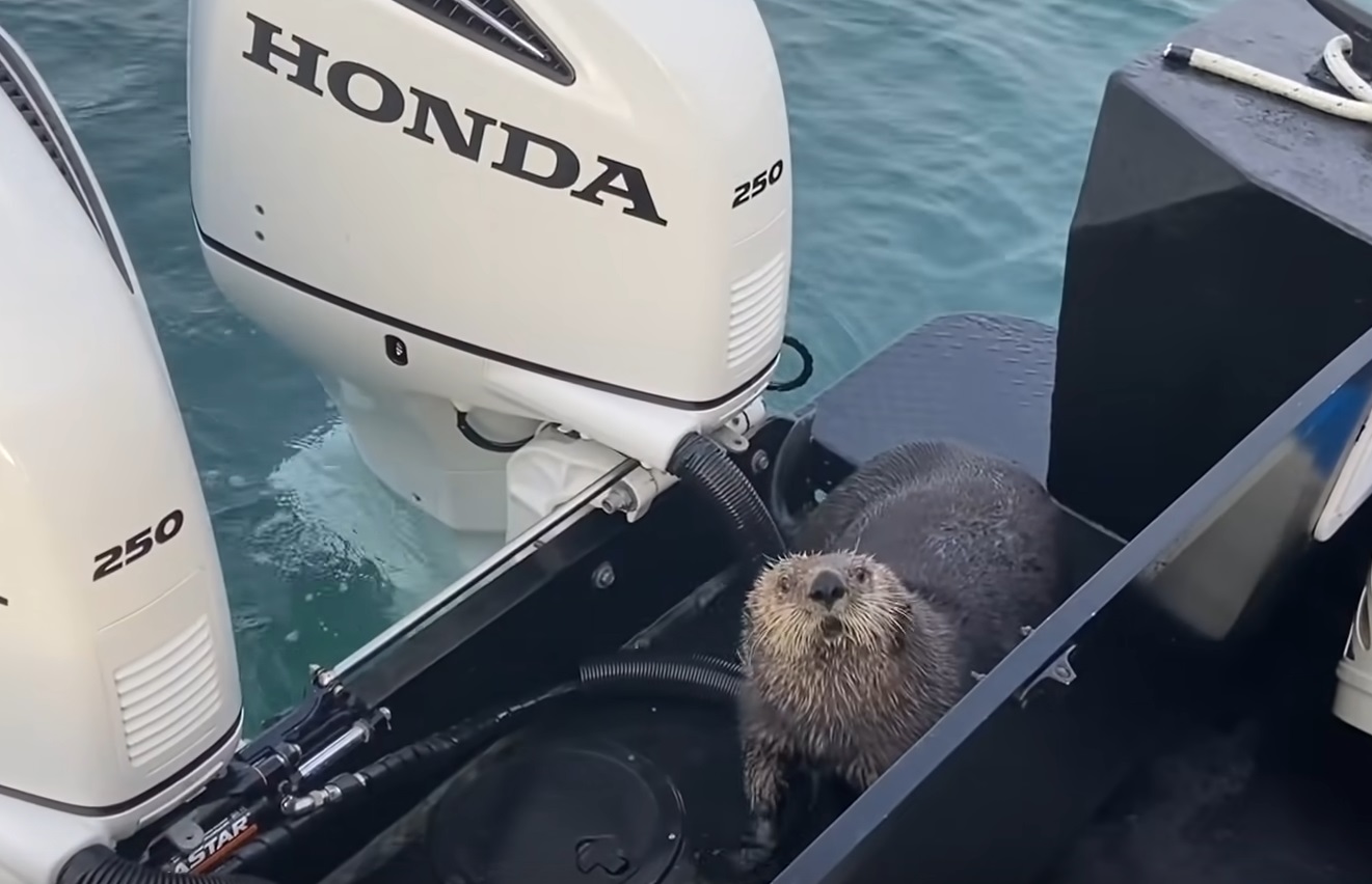 Scared Otter Jumps Onto Boat To Escape Orca